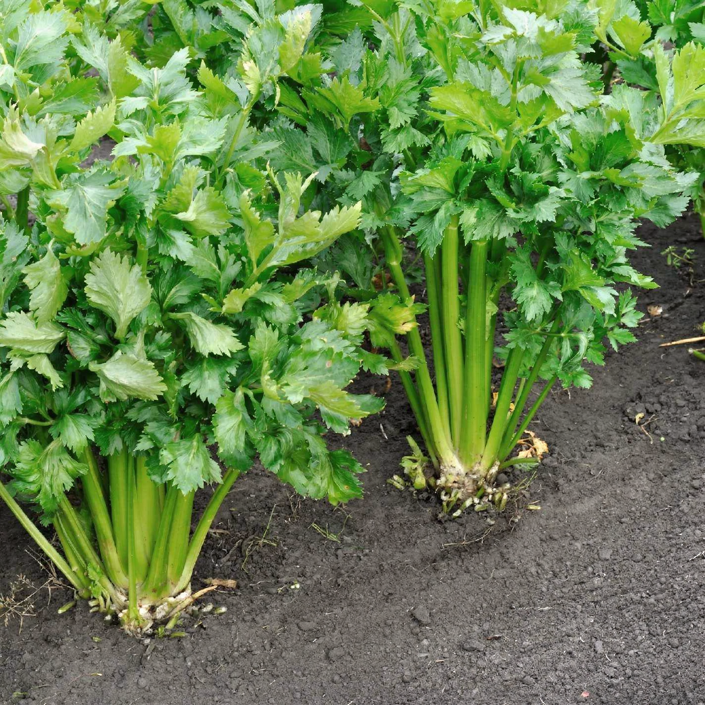 Celery — hero (AI-generated reference image)
